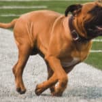 Cleveland Browns' Mascot Swagger