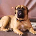 cleveland browns swagger