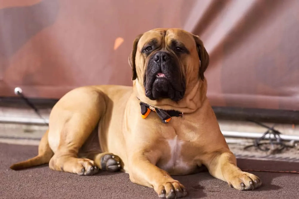 Former Browns Mascot Swagger Will Have Public Service Memorial